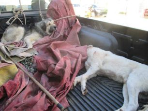 Δάρδιζα Ερμιονίδας: Πυροβόλησε δύο σκυλιά σκότωσε το ένα