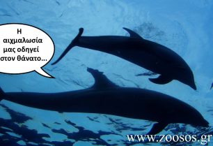 Π.Κ.Α.Κ.: Ανέφικτη η ευζωία των δελφινιών που ζουν αιχμάλωτα