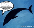 Τι δεν λέει στην ανακοίνωση του το Αττικό Ζωολογικό Πάρκο για τα νεκρά δελφίνια