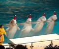 Και η Π.Φ.Π.Ο. συμμετέχει στη διαμαρτυρία για τη σφαγή των δελφινιών στην Ιαπωνία