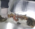 Με εγκαύματα Γ’ βαθμού η γάτα που κάποιος έκαψε με οξύ στην Πάρο