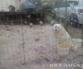 Σκύλος σε κλουβί μέσα στις λάσπες στον Γέρακα Αττικής