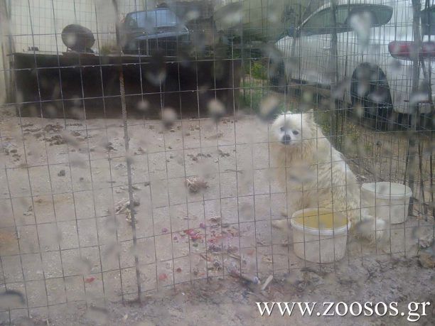 Σκύλος σε κλουβί μέσα στις λάσπες στον Γέρακα Αττικής