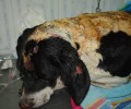Μαρούσι: Κάηκαν ζωντανά σκυλιά, γατιά και πουλιά από πυρκαγιά σε διαμέρισμα