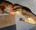 Ηράκλειο Κρήτης: Υγιής αλλά σκελετωμένος ο σκύλος από την πολύμηνη απουσία τροφής!