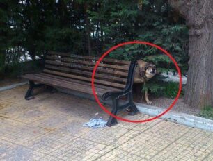 Εγκατέλειψε σκύλο δένοντας τον σε παγκάκι και ο Δήμος Καλλιθέας αδιαφορεί για την τύχη του