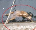 Έγκλημα ή ατύχημα ο πνιγμός του σκύλου στην Κάλυμνο;