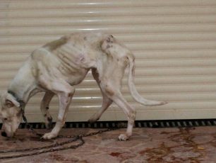 Αλυσοδεμένος και σκελετωμένος σκύλος στην αυλή πολυτελούς κατοικίας στο Καματερό