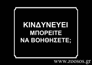 Έκκληση βοήθειας για το τραυματισμένο σκυλί στη Θεσσαλονίκη