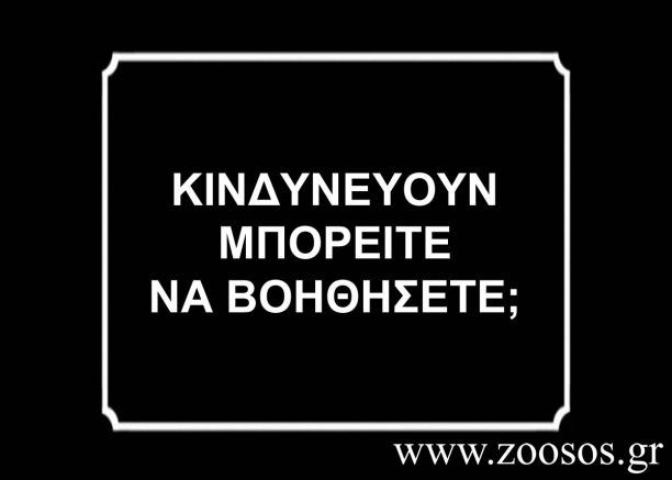 Έκκληση για την σωτηρία των κουταβιών στη Σούδα