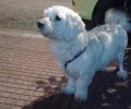 Χάθηκε μικρόσωμος άσπρος σκύλος στην Κυψέλη της Αθήνας