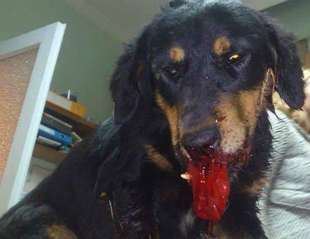 Θρυλόριο Κομοτηνής: Με φτυάρι βάναυσα κακοποίησε τον σκύλο