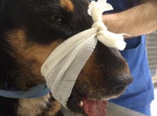 Χειρουργήθηκε με επιτυχία η σκυλίτσα που κακοποιήθηκε βάναυσα στο Θρυλόριο Κομοτηνής