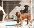 Μόλις 10 μήνες ποινή φυλάκισης με αναστολή αν και κακοποιούσε συστηματικά 3 σκυλιά στο Κορωπί Αττικής