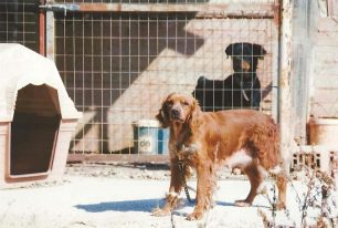 Μόλις 10 μήνες ποινή φυλάκισης με αναστολή αν και κακοποιούσε συστηματικά 3 σκυλιά στο Κορωπί Αττικής