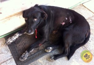 Στο σπίτι της γύρισε η σκυλίτσα που δέχτηκε επίθεση με οξύ στον Κορυδαλλό (βίντεο)