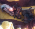 Βούλα: Βρήκε 8 νεογέννητα κουτάβια πεταμένα σε κάδο μέσα σε σακούλα