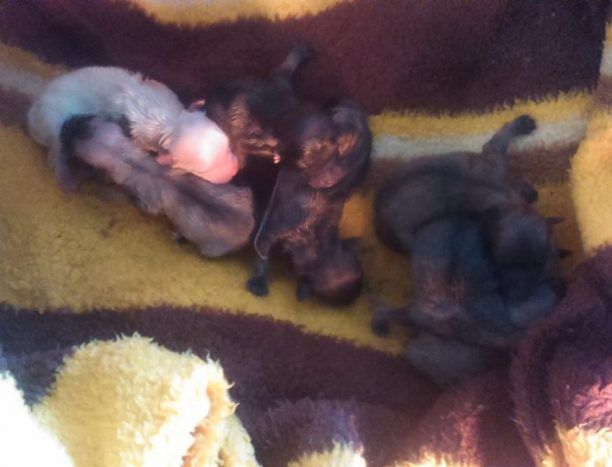 Βούλα: Βρήκε 8 νεογέννητα κουτάβια πεταμένα σε κάδο μέσα σε σακούλα