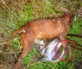 Από φυσικά αίτια πέθανε το σκυλί που βρέθηκε με δεμένα τα πόδια στον Κασλά Κοζάνης