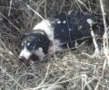 Αναβλήθηκε η δίκη του 80χρονου που σκότωσε τη σκυλίτσα και το μωρό της στο Βατερό Κοζάνης