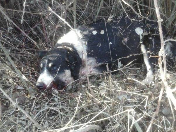 Αναβλήθηκε η δίκη του 80χρονου που σκότωσε τη σκυλίτσα και το μωρό της στο Βατερό Κοζάνης