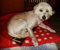 Χάθηκε αρσενικός σκύλος στη Λαμπρινή - Άνω Πατήσια Αθήνας