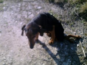 Βρήκαν σκελετωμένο σκύλο σε ορεινή περιοχή της Λάρισας