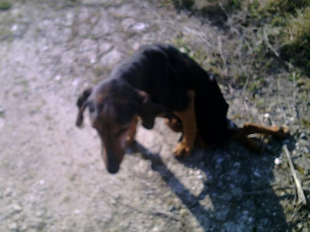 Βρήκαν σκελετωμένο σκύλο σε ορεινή περιοχή της Λάρισας