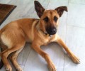 Βρέθηκε σκύλος στο Νέο Ψυχικό Αττικής