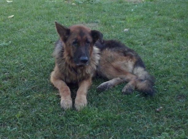 Ένας υπέροχος αρσενικός Γερμανικός Ποιμενικός ψάχνει σπιτικό