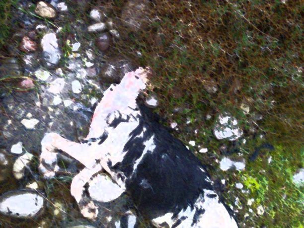 Μεσολόγγι: Βρήκαν σκύλο με ξεριζωμένο το κεφάλι χωρίς άλλα τραύματα στο σώμα του