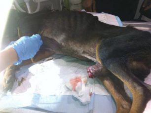 Ναύπακτος: Χειρουργήθηκε το σκελετωμένο, άρρωστο και γέρικο κυνηγόσκυλο