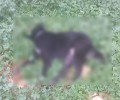 Πυροβόλησαν και σκότωσαν δύο σκυλιά στο Νιο Χωριό Χανίων
