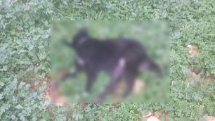 Πυροβόλησαν και σκότωσαν δύο σκυλιά στο Νιο Χωριό Χανίων