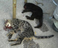 Παγκράτι: Σκότωσε σκόπιμα 2 γάτες και οι αστυνομικοί δεν την αναζητούν!