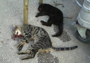 Παγκράτι: Σκότωσε σκόπιμα 2 γάτες και οι αστυνομικοί δεν την αναζητούν!