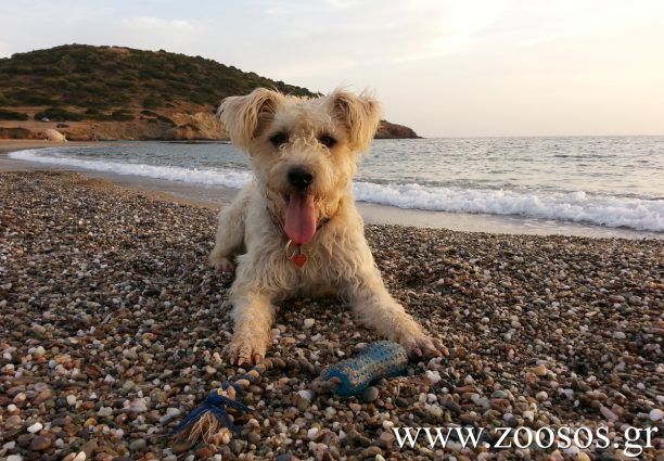 Χανιά: Οι ξενοδόχοι ζητούν από τους Δήμους να αναλάβουν τις ευθύνες τους για τη διαχείριση των αδέσποτων