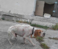 Θεσσαλονίκη: 12.000 ευρώ και 2 χρόνια ποινή φυλάκισης με αναστολή για την κακοποίηση του σκύλου του στον Λαγκαδά