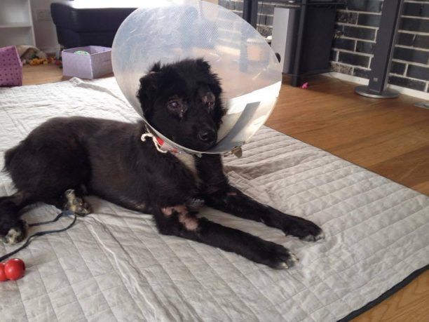 Σε οφθαλμολογική κλινική στο Μόναχο ο σκύλος που δέχτηκε επίθεση με οξύ στην Ξάνθη
