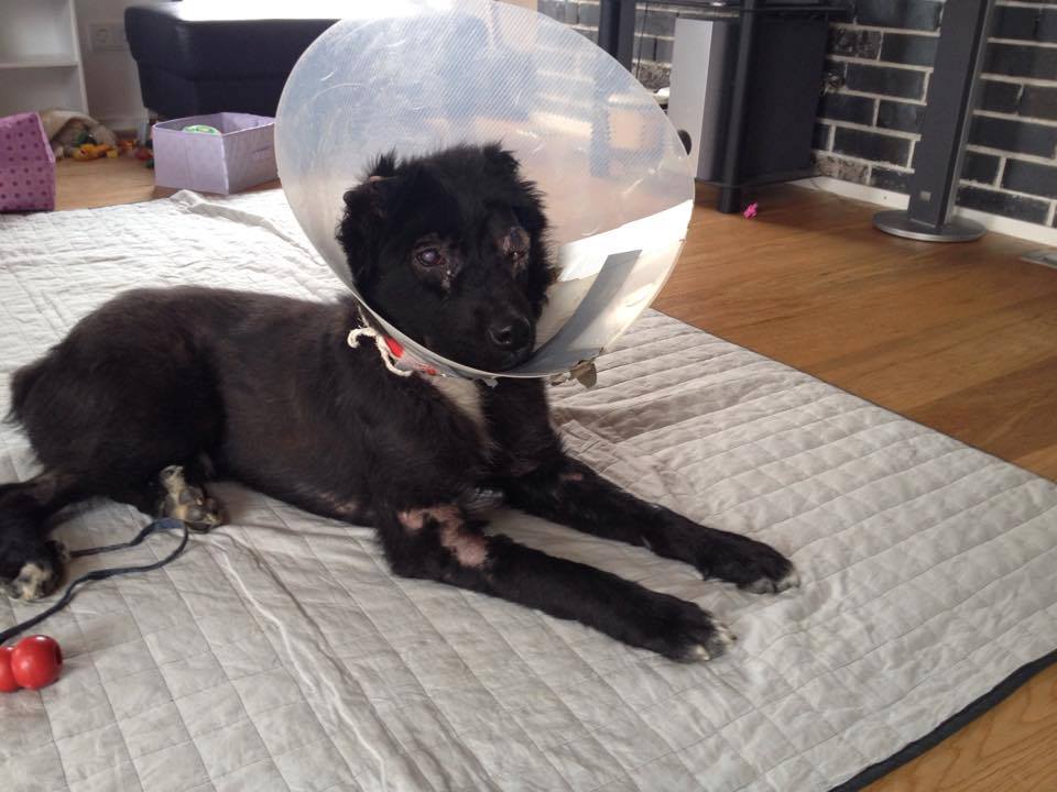 Σε οφθαλμολογική κλινική στο Μόναχο ο σκύλος που δέχτηκε επίθεση με οξύ στην Ξάνθη