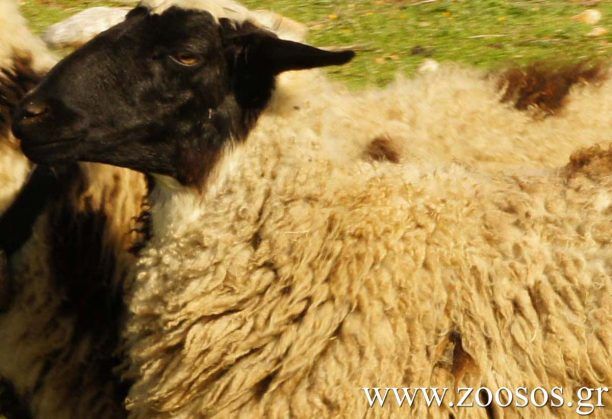 Ασπρόπυργος: Τσιγγάνοι κακοποίησαν πρόβατο που προσπάθησαν να θυσιάσουν