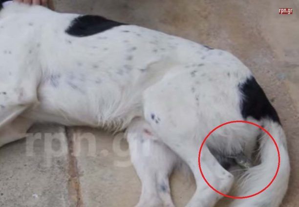 Κάρφωσε τρίαινα σε σκύλο στην Ραφήνα (βίντεο)