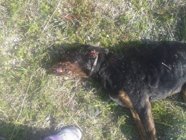 Πυροβόλησαν και εκτέλεσαν δύο σκυλιά στον Περίβολο Σαντορίνης