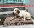 Χάθηκε θηλυκός σκύλος στα Κ.Τ.Ε.Λ. στη λ. Κηφισού στον Κολωνό της Αθήνας