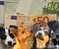 Χαλκιδική: Του επέβαλαν πρόστιμο 30.000 ευρώ γιατί εκτέλεσε έναν σκύλο με καραμπίνα