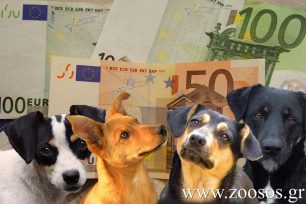 Τρίκαλα: 30.000 ευρώ διοικητικό πρόστιμο στον άνδρα που εκτέλεσε τον σκύλο