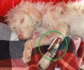 Πυροβολημένο το σκυλί που βρέθηκε στο Σπιτάλι Μεσσήνης με διαλυμένο σάπιο πόδι