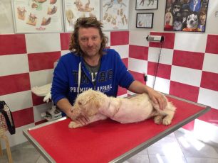Αναρρώνει ο σκυλάκος που ακρωτηριάστηκε μετά από πυροβολισμό στο Σπιτάλι Μεσσήνης