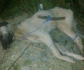 Τύμπανο Ξάνθης: Σκύλος νεκρός, σκελετωμένος και με δεμένα τα πόδια