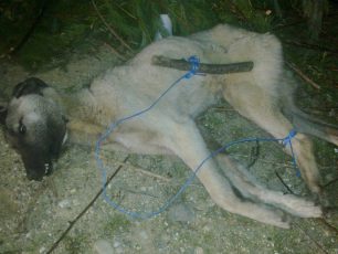 Τύμπανο Ξάνθης: Σκύλος νεκρός, σκελετωμένος και με δεμένα τα πόδια